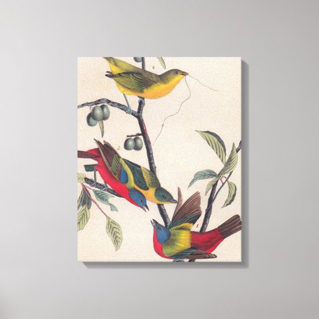 Audubon Painted Bunting Bird Wildlife Canvas Print (Front)