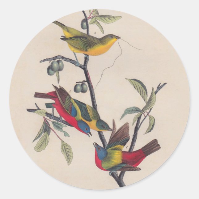 Audubon Painted Bunting Bird Wildlife Classic Round Sticker (Front)