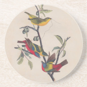 Audubon Painted Bunting Bird Wildlife Coaster