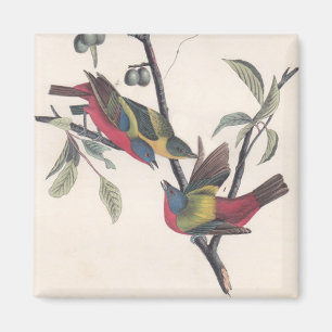 Audubon Painted Bunting Bird Wildlife Magnet
