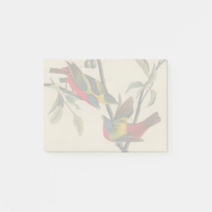 Audubon Painted Bunting Bird Wildlife Post-it Notes