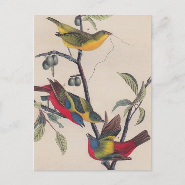 Audubon Painted Bunting Bird Wildlife Postcard (Front)