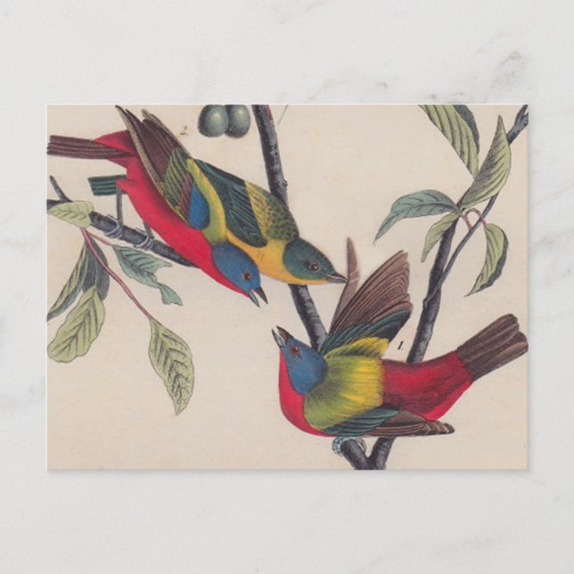 Audubon Painted Bunting Bird Wildlife Postcard (Front)
