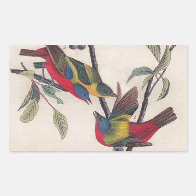 Audubon Painted Bunting Bird Wildlife Rectangular Sticker (Front)