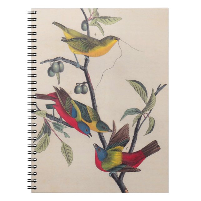Audubon Painted Bunting Bird Wildlife Spiral Notebook (Front)