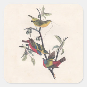 Audubon Painted Bunting Bird Wildlife Square Sticker