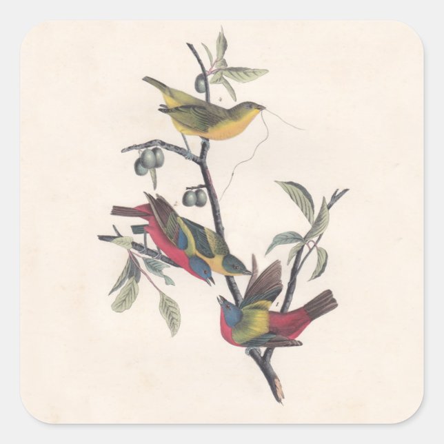 Audubon Painted Bunting Bird Wildlife Square Sticker (Front)