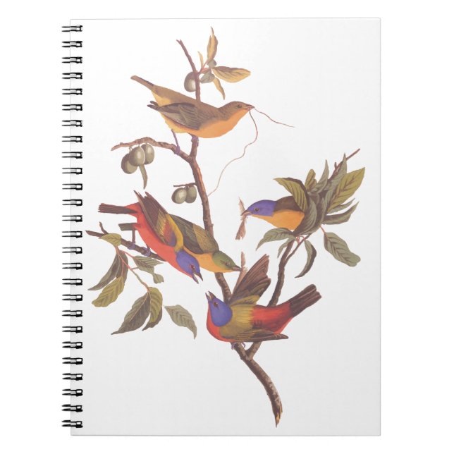 Audubon Painted Bunting Birds in a Cherokee Plum Notebook (Front)