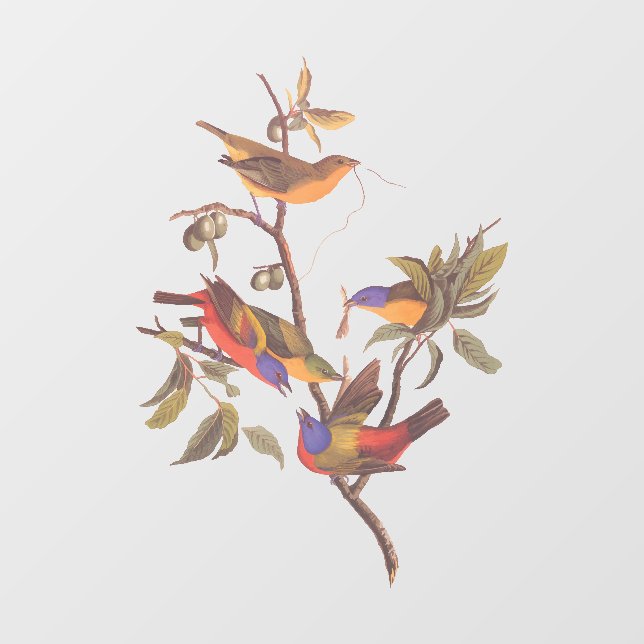 Audubon Painted Bunting Birds is Wild Plum Tree (Sheet)