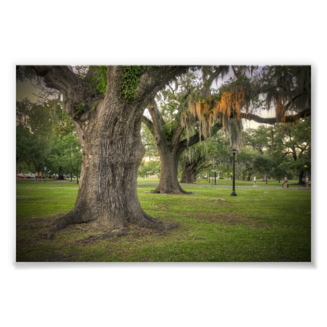 Audubon Park Live Oaks Photo Print (Front)