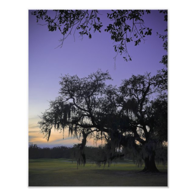 Audubon Park Sunset Photo Print (Front)