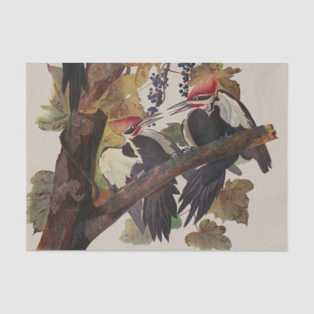 Audubon Pileated Woodpecker Bird Painting Tissue Paper (Front)