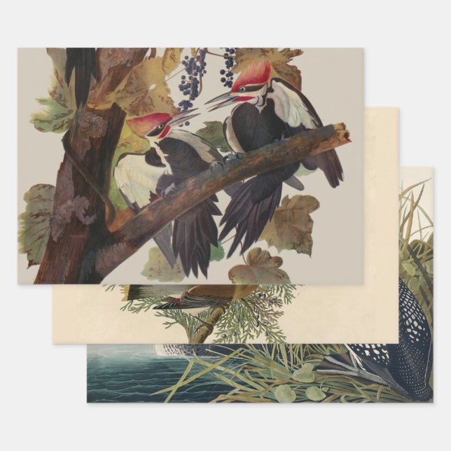 Audubon Pileated Woodpecker Bird Painting Wrapping Paper Sheet (Set)
