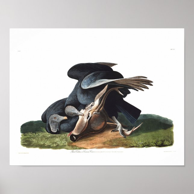 Audubon Plate 106 Black Vulture Poster (Front)