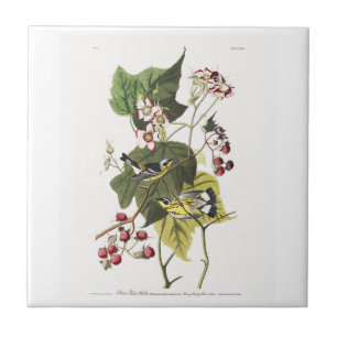 Audubon Plate 123 Black and Yellow Warblers Tile