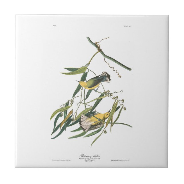 Audubon Plate 3 Prothonotary Warbler Tile (Front)