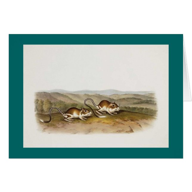Audubon - Pouched Jerboa Mouse (Front Horizontal)