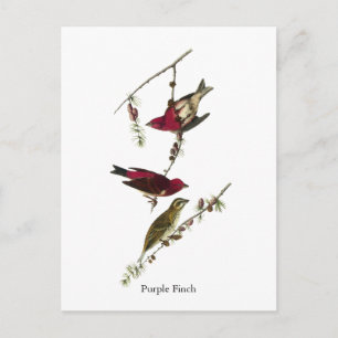 Audubon Purple Finch Postcard