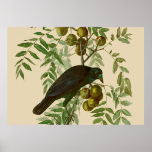 Audubon Purple Grackle Bird Print Vintage Botanic