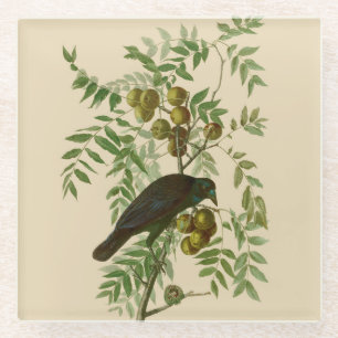 Audubon Purple Grackle Bird Print Vintage Botanic Glass Coaster