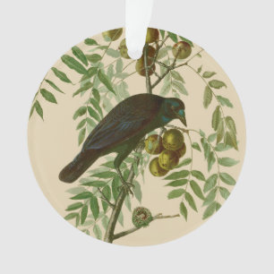 Audubon Purple Grackle Bird Print Vintage Botanic Ornament