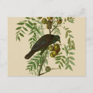 Audubon Purple Grackle Bird Print Vintage Botanic Postcard