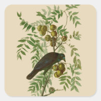 Audubon Purple Grackle Bird Print Vintage Botanic