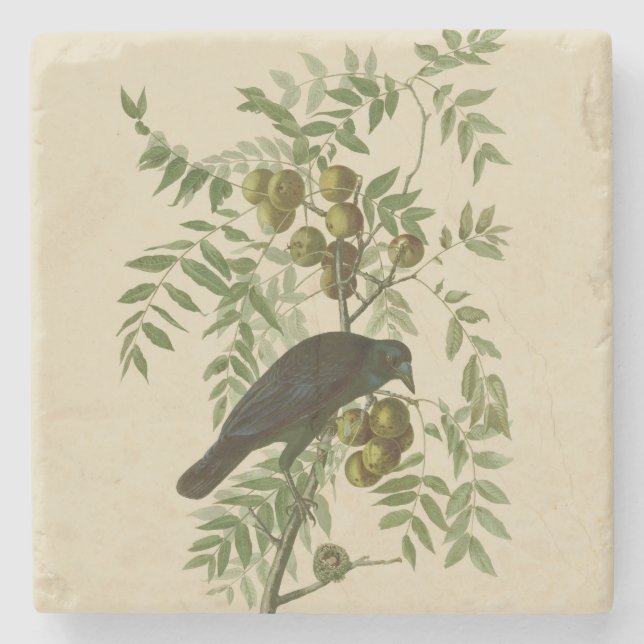 Audubon Purple Grackle Bird Print Vintage Botanic Stone Coaster (Front)