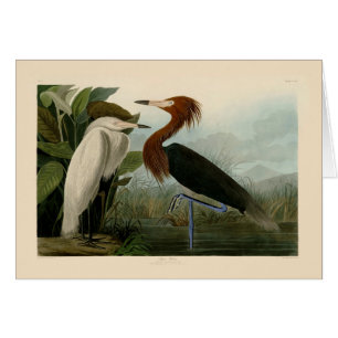 Audubon Purple Heron Reddish Egret Print: Bird Art