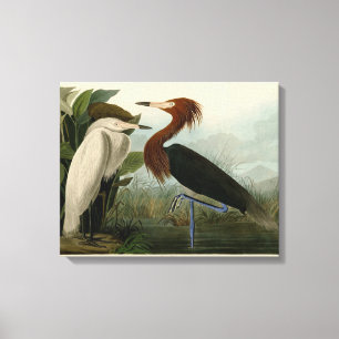 Audubon Purple Heron Reddish Egret Print: Bird Art Canvas Print