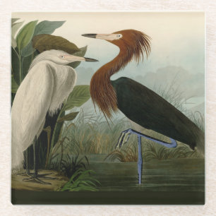 Audubon Purple Heron Reddish Egret Print: Bird Art Glass Coaster