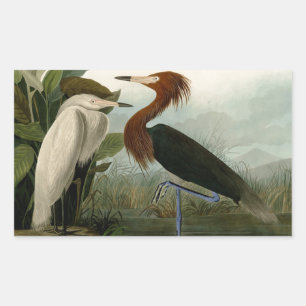 Audubon Purple Heron Reddish Egret Print: Bird Art Rectangular Sticker