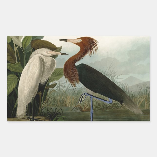 Audubon Purple Heron Reddish Egret Print: Bird Art Rectangular Sticker (Front)