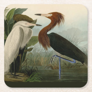 Audubon Purple Heron Reddish Egret Print: Bird Art Square Paper Coaster