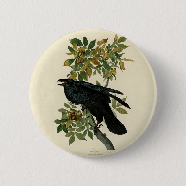 Audubon Raven Bird Classic Artwork 6 Cm Round Badge (Front)