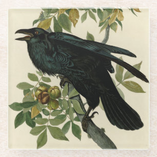 Audubon Raven Bird Classic Artwork Glass Coaster