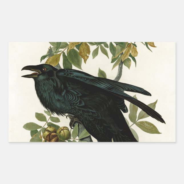 Audubon Raven Bird Classic Artwork Rectangular Sticker (Front)
