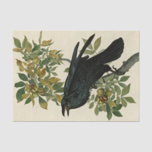 Audubon Raven Bird Classic Artwork Tissue Paper