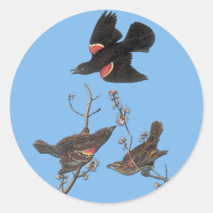 Audubon Red Winged Blackbird Bird Art Stickers