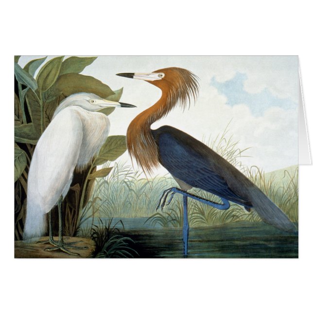 Audubon: Reddish Egret Or Purple Heron (Front Horizontal)