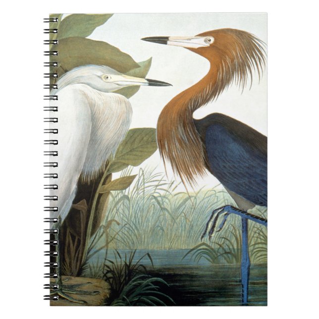 Audubon: Reddish Egret Or Purple Heron Notebook (Front)