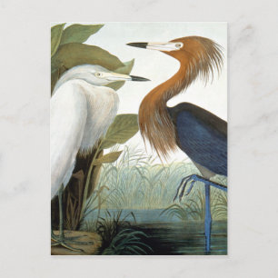 Audubon: Reddish Egret Or Purple Heron Postcard
