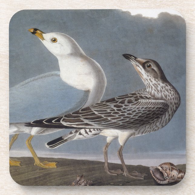 Audubon: Ring-Billed Gull Coaster (Front)