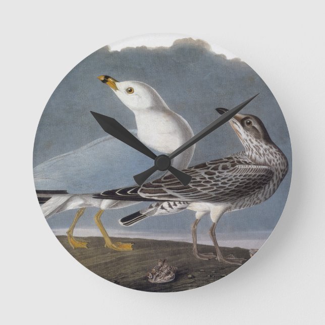 Audubon: Ring-Billed Gull Round Clock (Front)