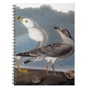 Audubon: Ring-Billed Gull Spiral Notebook