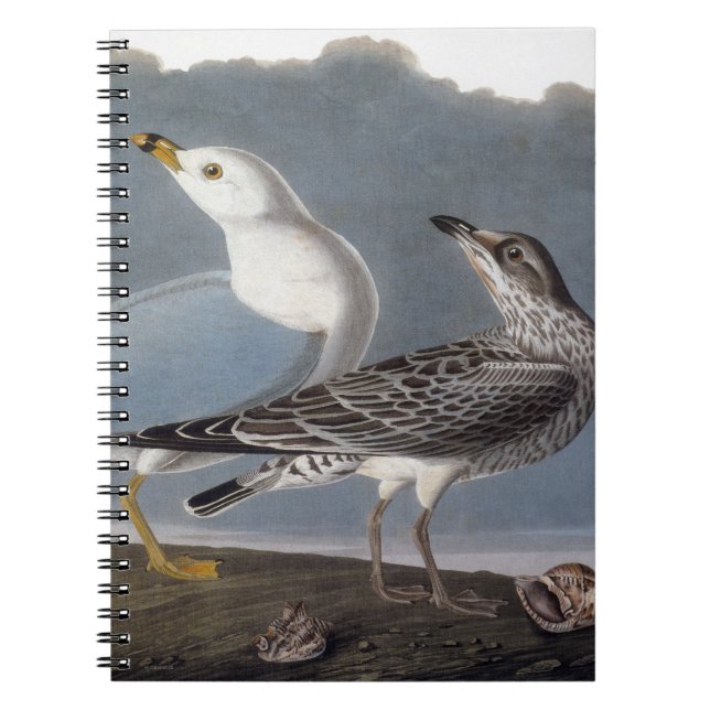 Audubon: Ring-Billed Gull Spiral Notebook (Front)
