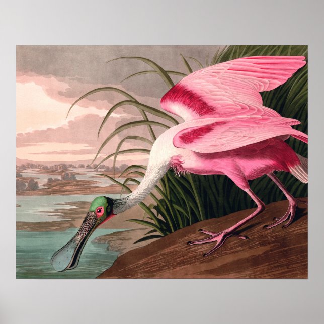 Audubon Roseate Spoonbill Bird Vintage Print (Front)