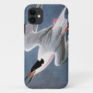 Audubon: Roseate Tern iPhone 11 Case