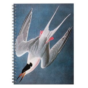 Audubon: Roseate Tern Notebook