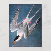 Audubon: Roseate Tern